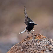 Mountain Wheatear