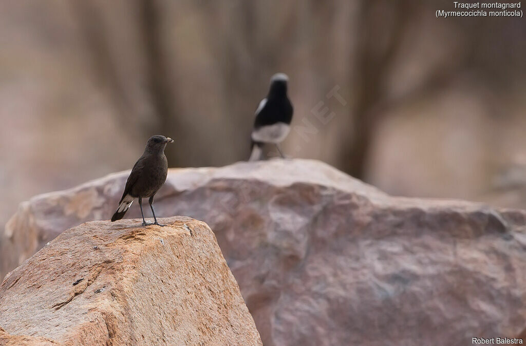 Mountain Wheatear female