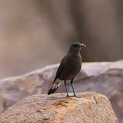 Mountain Wheatear