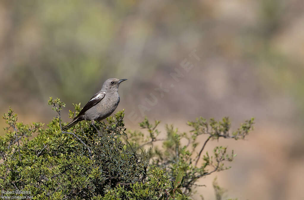 Mountain Wheatear