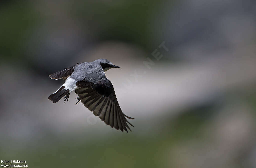 Northern Wheatear male adult, pigmentation, Flight