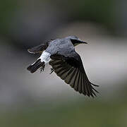 Northern Wheatear