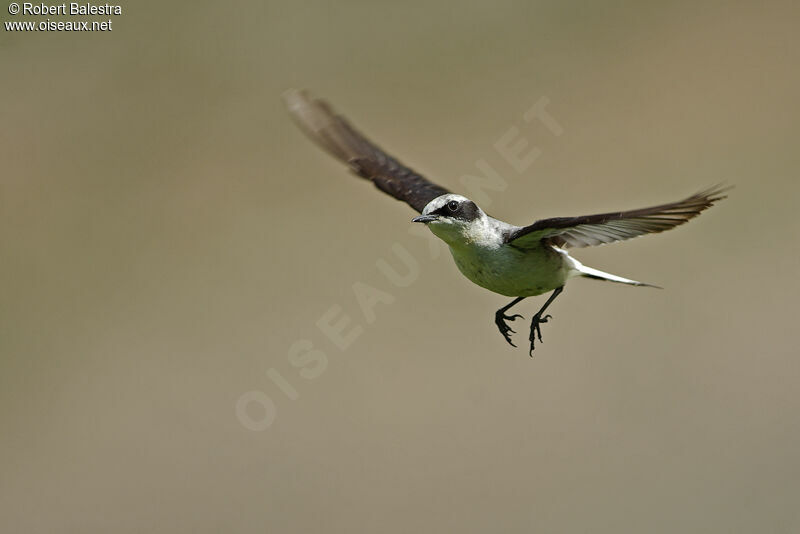 Northern Wheatear male adult