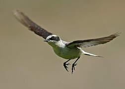 Northern Wheatear