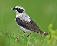 Northern Wheatear