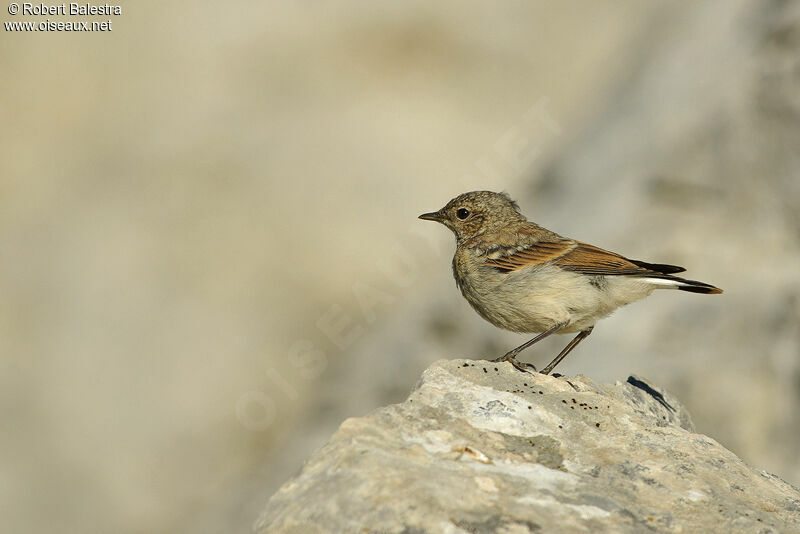 Northern Wheatearjuvenile