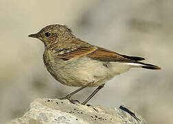 Northern Wheatear