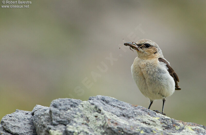 Northern Wheatear female adult