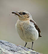 Northern Wheatear