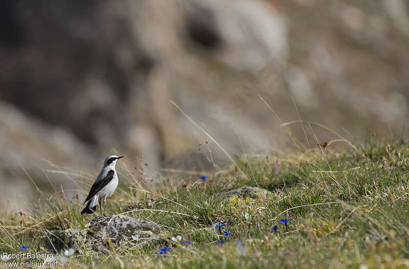 Traquet motteux mâle adulte nuptial, habitat, pigmentation, Comportement