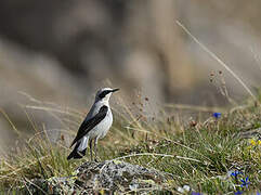 Northern Wheatear