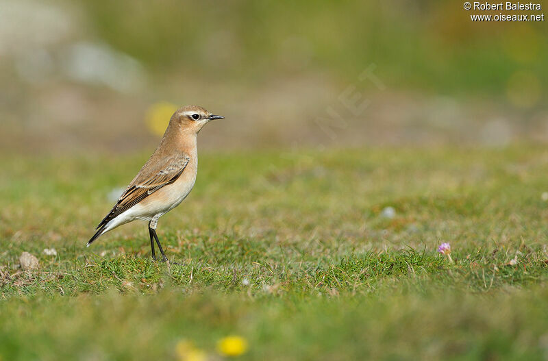 Northern Wheatear