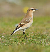 Northern Wheatear