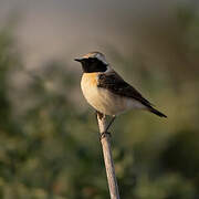 Eastern Black-eared Wheatear