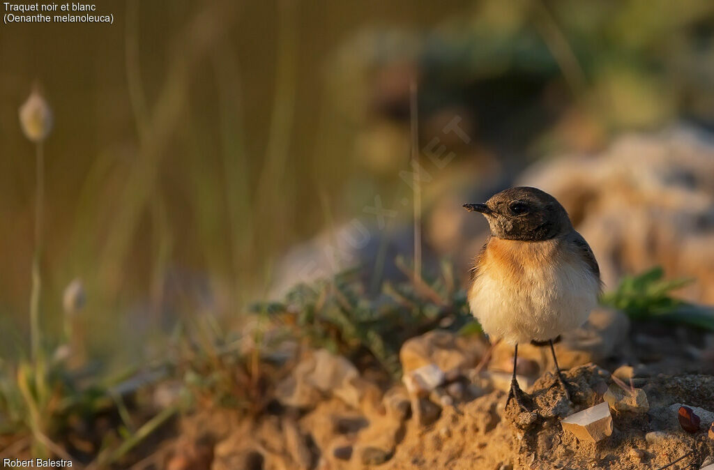 Eastern Black-eared Wheatear