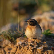 Eastern Black-eared Wheatear