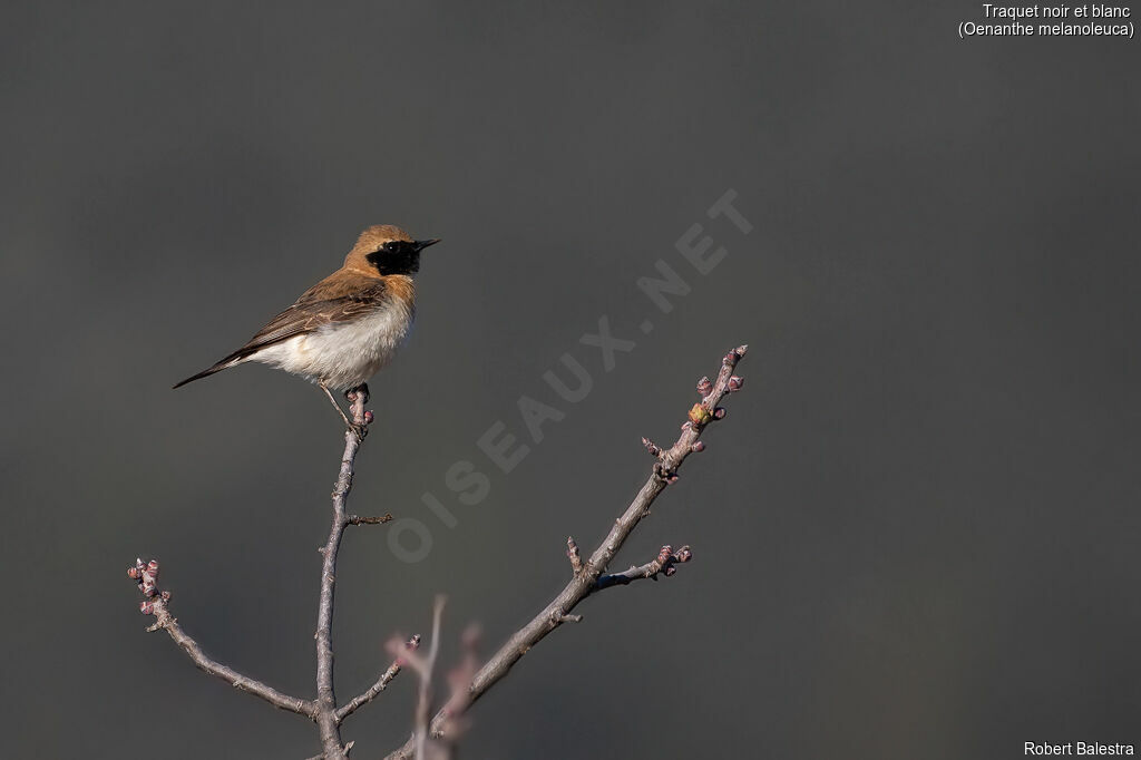 Eastern Black-eared Wheatear