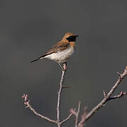 Eastern Black-eared Wheatear