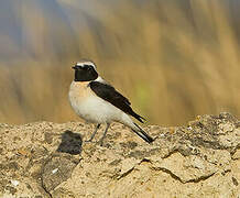 Eastern Black-eared Wheatear