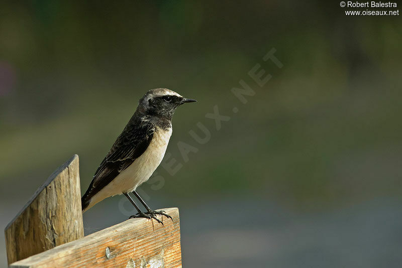 Pied Wheatear