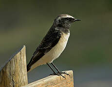 Pied Wheatear