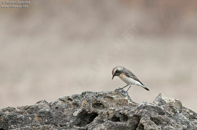 Pied Wheatear male adult post breeding