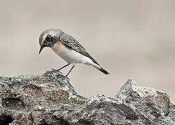 Pied Wheatear