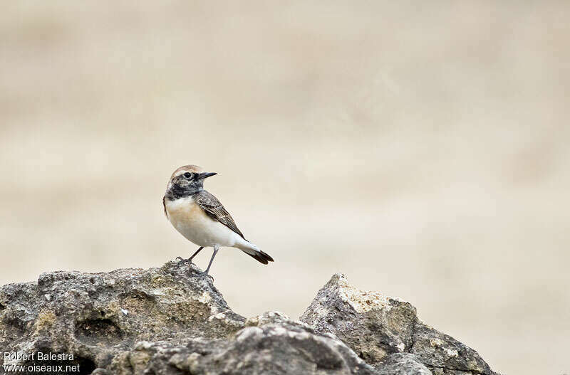 Pied Wheatear male adult post breeding, habitat, camouflage, pigmentation