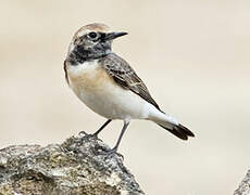 Pied Wheatear