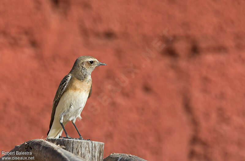 Pied WheatearFirst year, identification