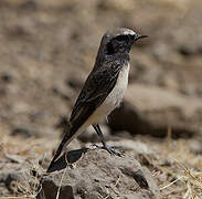 Pied Wheatear