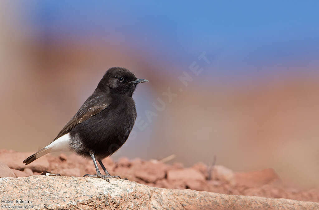 Black Wheatear male adult, identification