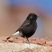 Black Wheatear