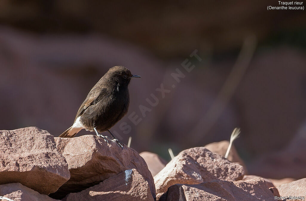 Black Wheatear