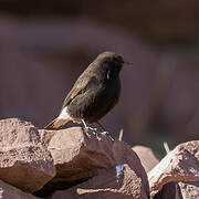 Black Wheatear