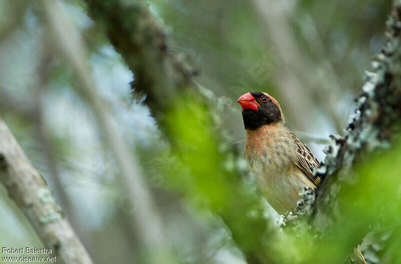 Red-billed Quelea male adult breeding, close-up portrait