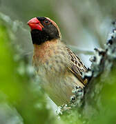 Red-billed Quelea