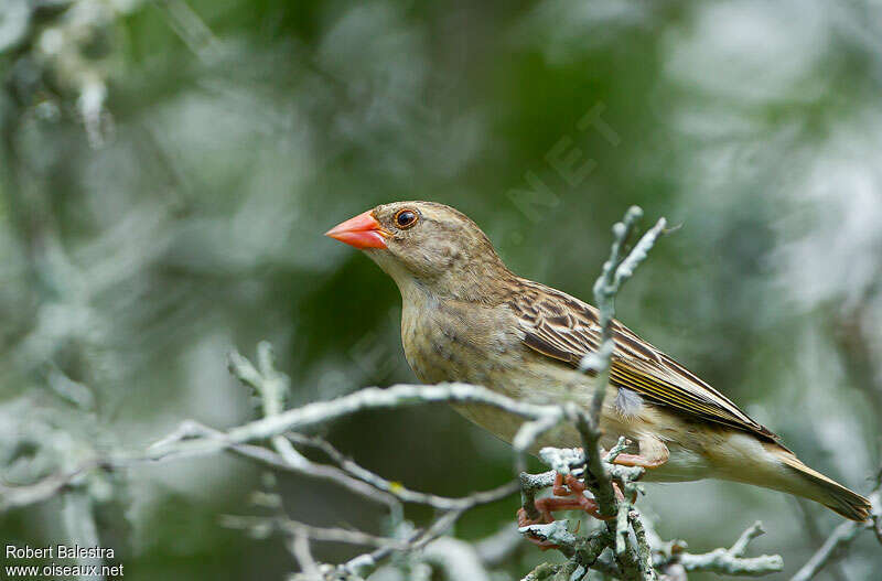 Travailleur à bec rouge femelle adulte, identification