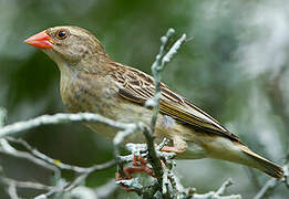 Red-billed Quelea