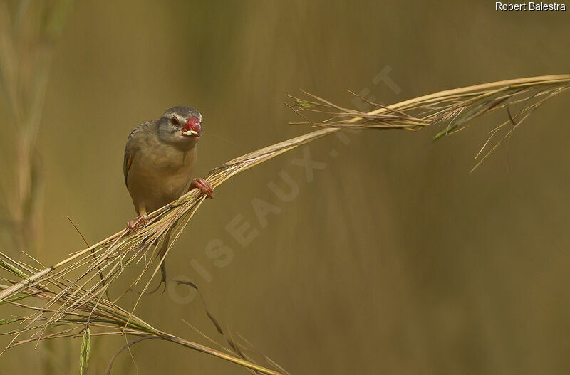 Red-billed Quelea