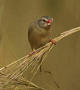 Red-billed Quelea