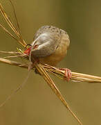 Red-billed Quelea