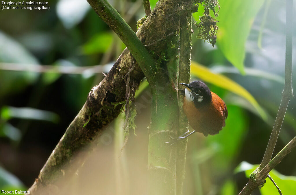 Bay Wren