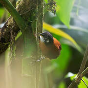 Bay Wren