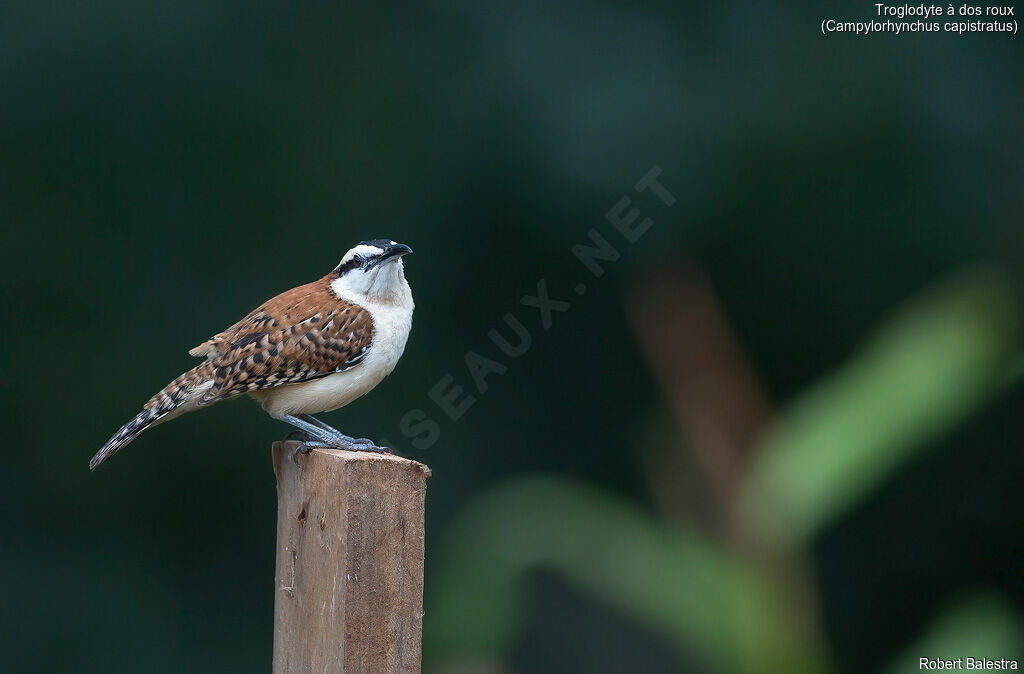 Rufous-backed Wren