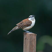 Rufous-backed Wren