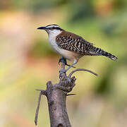 Rufous-backed Wren