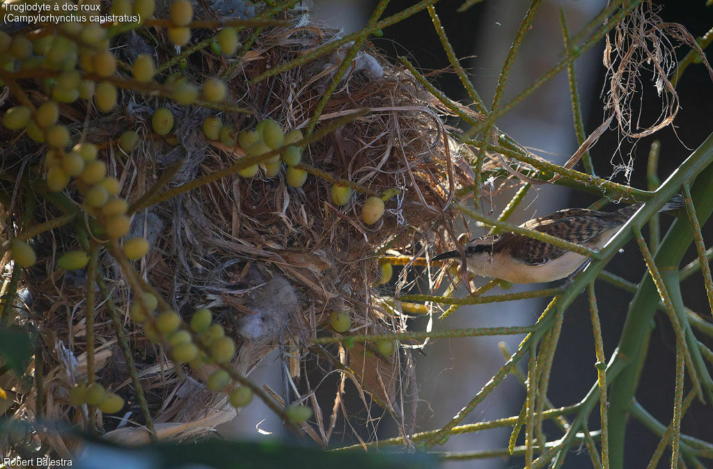 Rufous-backed Wren, Reproduction-nesting