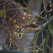 Rufous-backed Wren