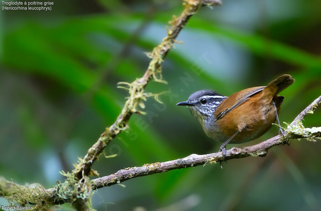 Grey-breasted Wood Wren